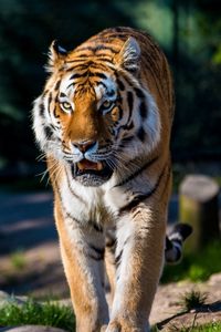 Preview wallpaper amur tiger, wild cat, predator, walking