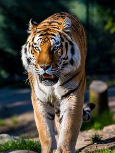 Preview wallpaper amur tiger, wild cat, predator, walking