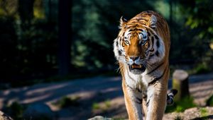 Preview wallpaper amur tiger, wild cat, predator, walking