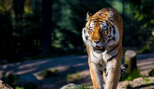 Preview wallpaper amur tiger, wild cat, predator, walking