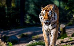 Preview wallpaper amur tiger, wild cat, predator, walking