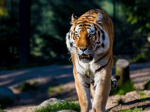 Preview wallpaper amur tiger, wild cat, predator, walking