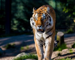 Preview wallpaper amur tiger, wild cat, predator, walking