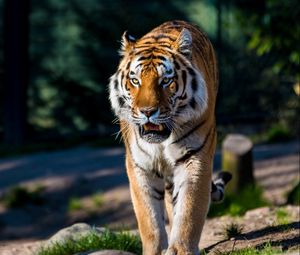 Preview wallpaper amur tiger, wild cat, predator, walking