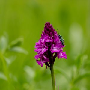 Preview wallpaper anacamptis, flower, inflorescence, insect, purple, blur