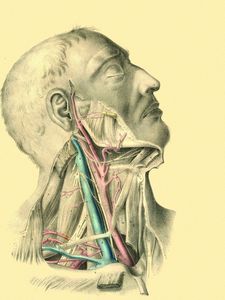 Preview wallpaper anatomy, veins, arteries, muscles