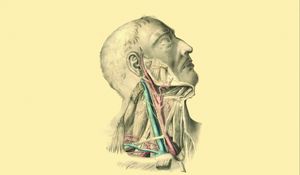 Preview wallpaper anatomy, veins, arteries, muscles