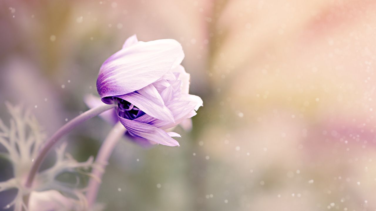 Wallpaper anemonastrum, anemone, flower, bud, blur