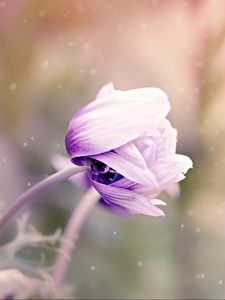 Preview wallpaper anemonastrum, anemone, flower, bud, blur