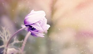 Preview wallpaper anemonastrum, anemone, flower, bud, blur