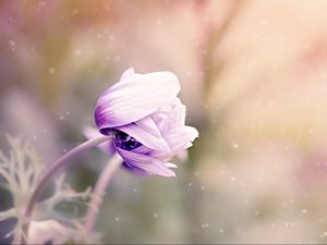 Preview wallpaper anemonastrum, anemone, flower, bud, blur