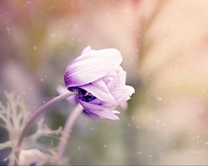 Preview wallpaper anemonastrum, anemone, flower, bud, blur