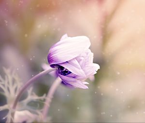 Preview wallpaper anemonastrum, anemone, flower, bud, blur