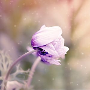 Preview wallpaper anemonastrum, anemone, flower, bud, blur