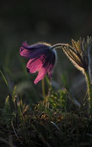 Preview wallpaper anemone, flower, petal, light, plant, grass