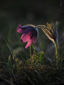 Preview wallpaper anemone, flower, petal, light, plant, grass