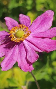 Preview wallpaper anemone, flower, petals, bud