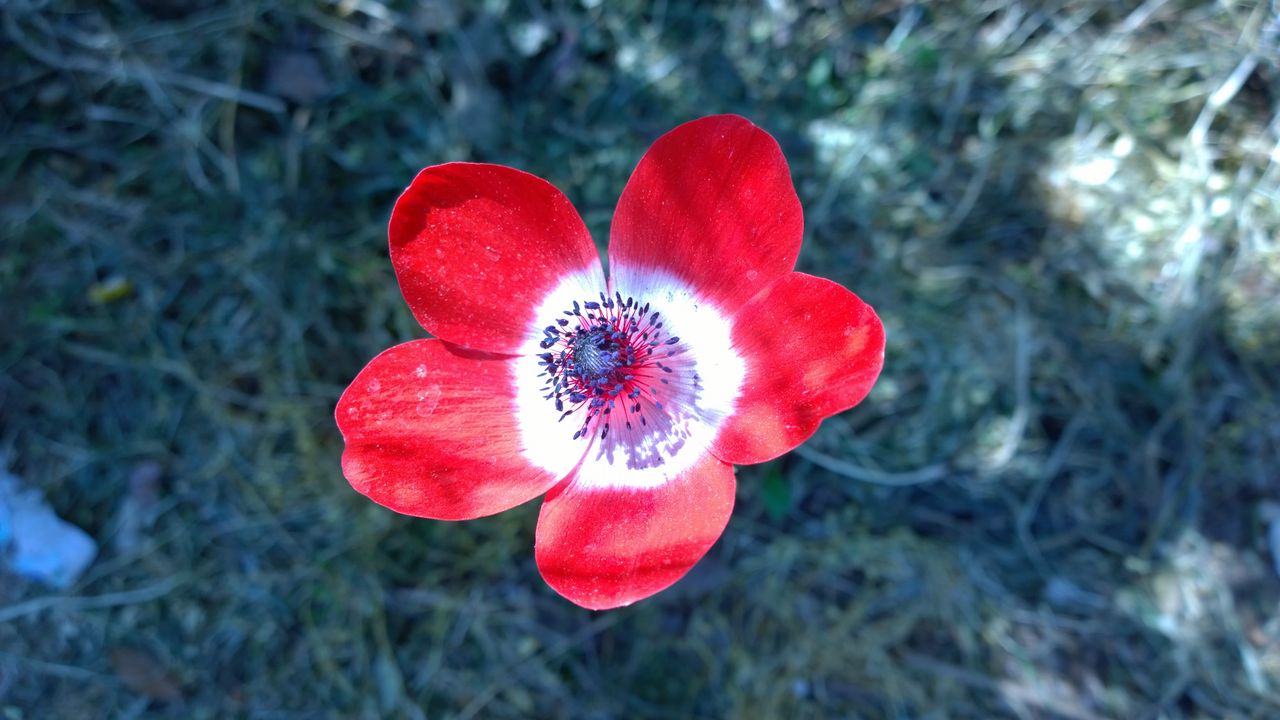 Wallpaper anemone, flower, petals, bud