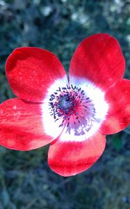 Preview wallpaper anemone, flower, petals, bud