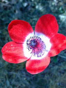 Preview wallpaper anemone, flower, petals, bud