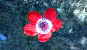 Preview wallpaper anemone, flower, petals, bud