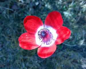 Preview wallpaper anemone, flower, petals, bud