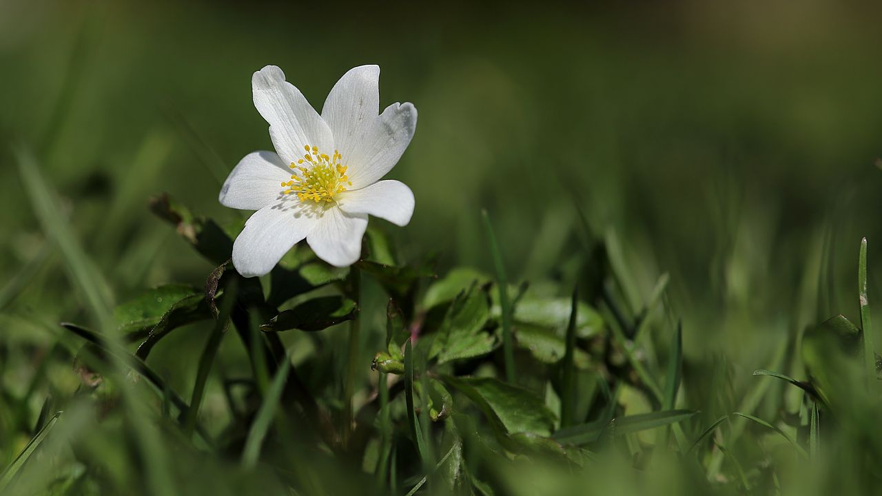Wallpaper anemone, flower, petals, plant, grass