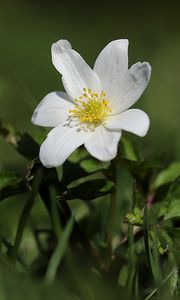 Preview wallpaper anemone, flower, petals, plant, grass