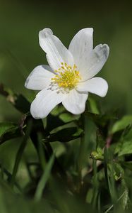 Preview wallpaper anemone, flower, petals, plant, grass