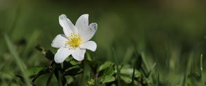 Preview wallpaper anemone, flower, petals, plant, grass