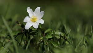 Preview wallpaper anemone, flower, petals, plant, grass