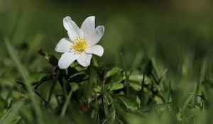 Preview wallpaper anemone, flower, petals, plant, grass