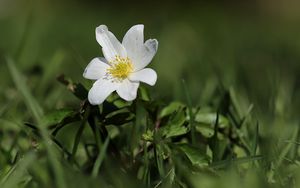 Preview wallpaper anemone, flower, petals, plant, grass