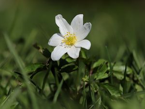 Preview wallpaper anemone, flower, petals, plant, grass