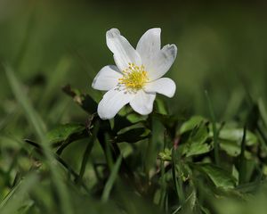 Preview wallpaper anemone, flower, petals, plant, grass