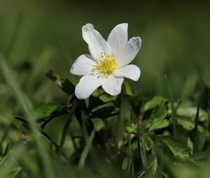 Preview wallpaper anemone, flower, petals, plant, grass