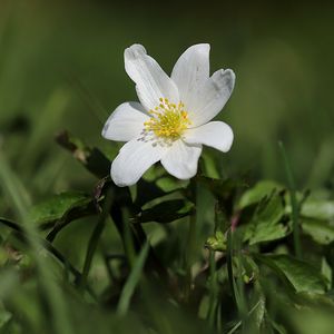 Preview wallpaper anemone, flower, petals, plant, grass