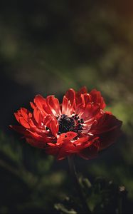 Preview wallpaper anemone, flower, red, petals, stem