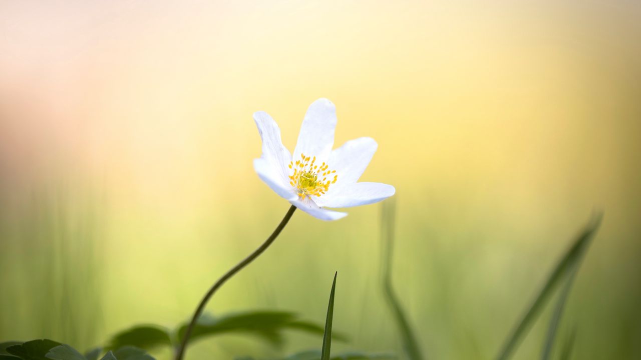 Wallpaper anemone, flower, white, small, grass