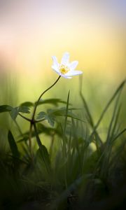 Preview wallpaper anemone, flower, white, small, grass