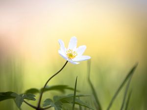 Preview wallpaper anemone, flower, white, small, grass