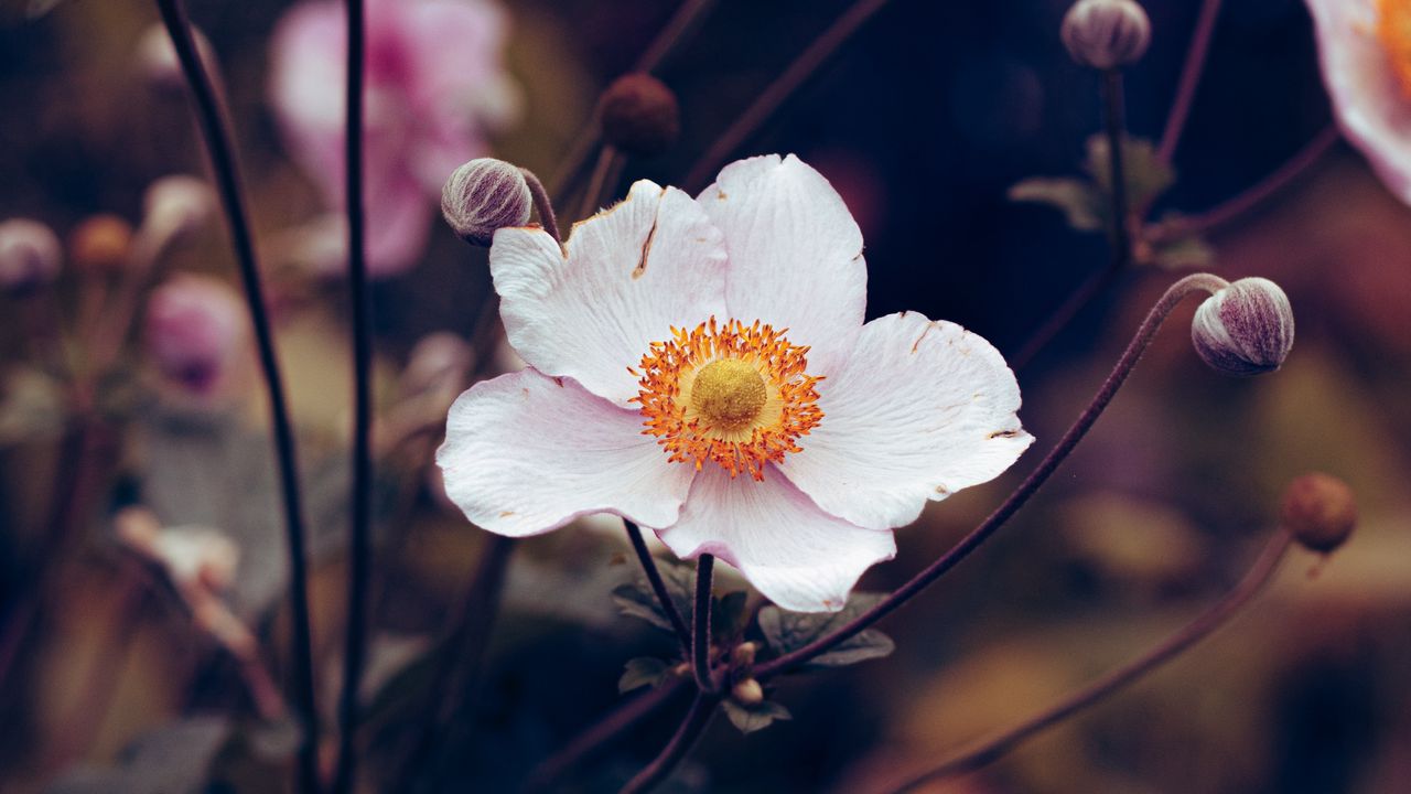 Wallpaper anemone, flower, white, plant, bloom