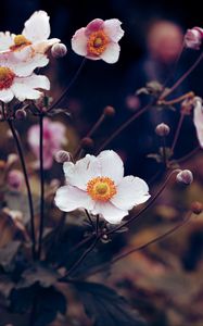 Preview wallpaper anemone, flower, white, plant, bloom