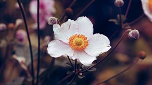 Preview wallpaper anemone, flower, white, plant, bloom