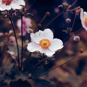 Preview wallpaper anemone, flower, white, plant, bloom
