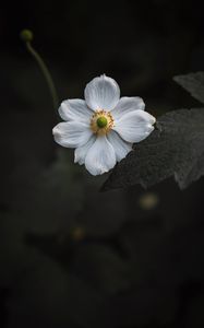 Preview wallpaper anemone, flower, white, bloom, macro, close-up