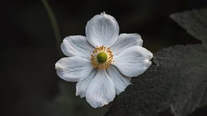 Preview wallpaper anemone, flower, white, bloom, macro, close-up