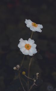 Preview wallpaper anemone, flower, white, macro, plant