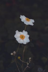 Preview wallpaper anemone, flower, white, macro, plant