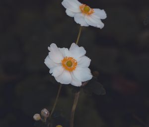 Preview wallpaper anemone, flower, white, macro, plant